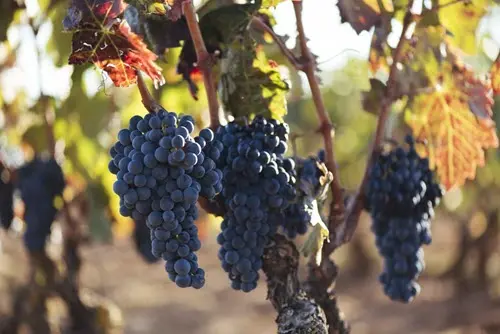 Vino Ederra 