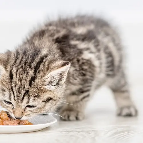 Comida para gatos GimCat